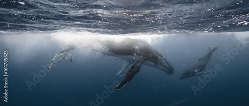 Obraz na plátně Whale Kiss - Mother & Calf - Tonga