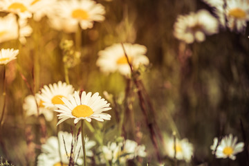 Papier peint photo Marguerites Marguerites des champs au coucher soleil  © clubhousearts