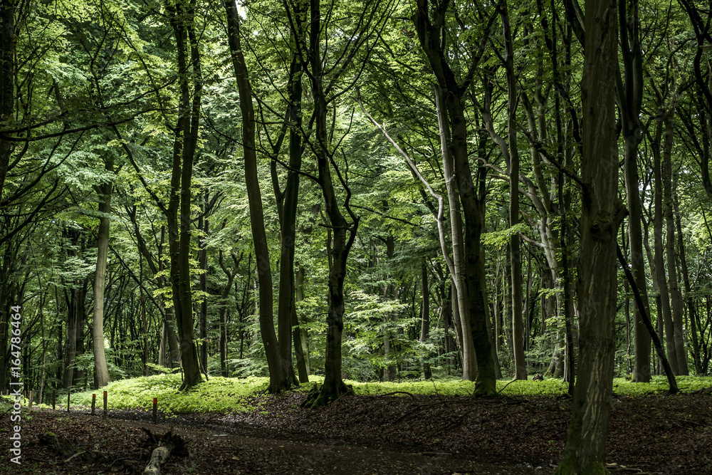 Green tree spooky mystical forest background, beautiful view fresh pines trees and floor in Germany Europe Green tree spooky mystical forest background, beautiful view fresh pines trees and floor in Germany Europe