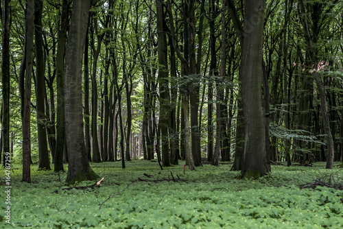 Green tree spooky mystical forest background, beautiful view fresh pines trees and floor in Germany Europe © CL-Medien