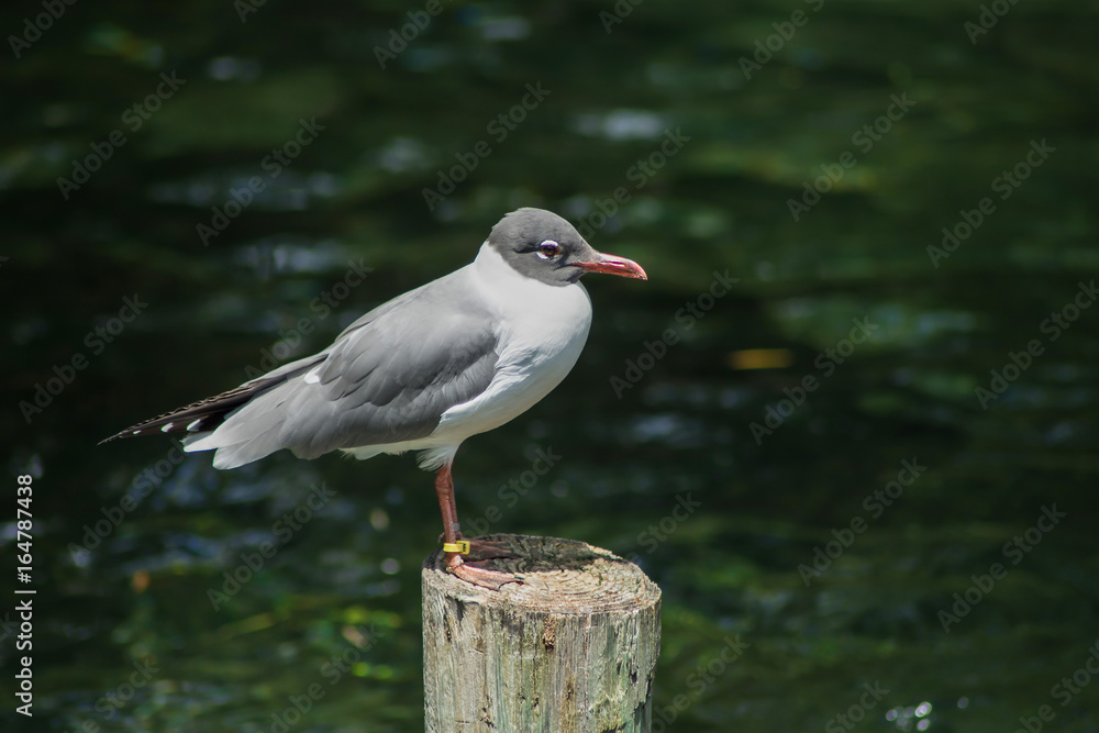 close up little grey bird standing still on wood log with green fresh water background at zoo close up little grey bird standing still on wood log with green fresh water background at zoo