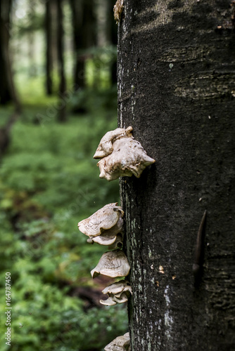 Bracket fungus growing from the stump of a dead beech tree Forest germany bokeh background