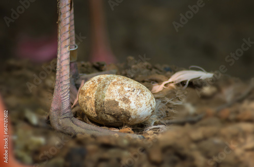 close up flamingo egg with mother's feet photo