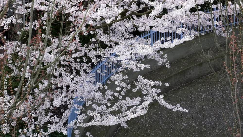 Top shot of weeping cherry tree during spring time