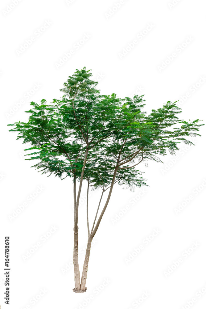 Obraz premium Green tree isolated on white background.