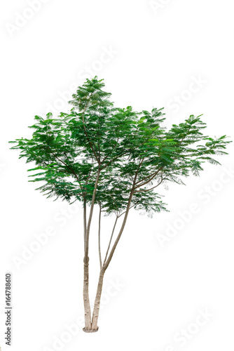 Green tree isolated on white background.