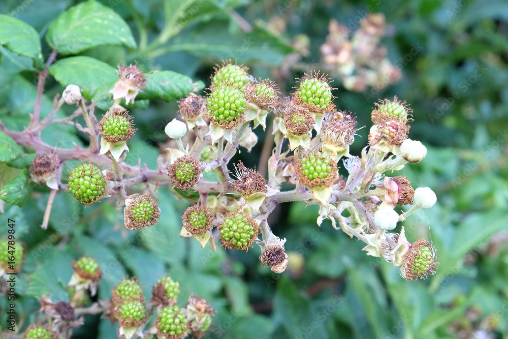 Blackberry