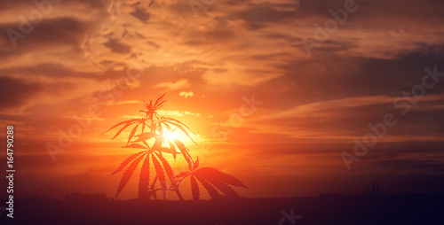 Canvas-taulu Silhouette of cannabis on a blurred background in sunset bright light