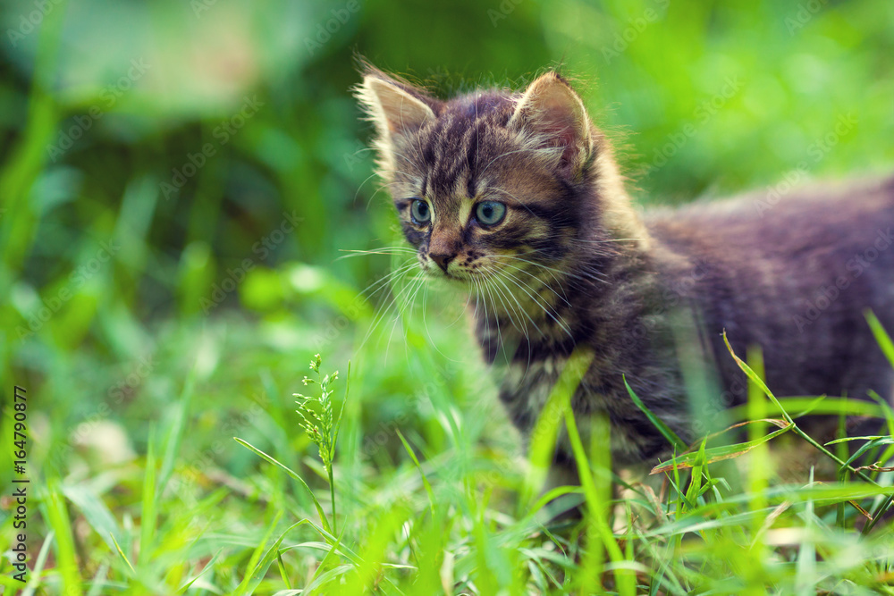 Cute small kitten walks on the grass in summer