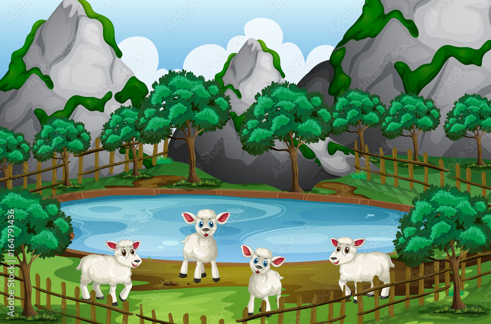 Four sheeps by the pond