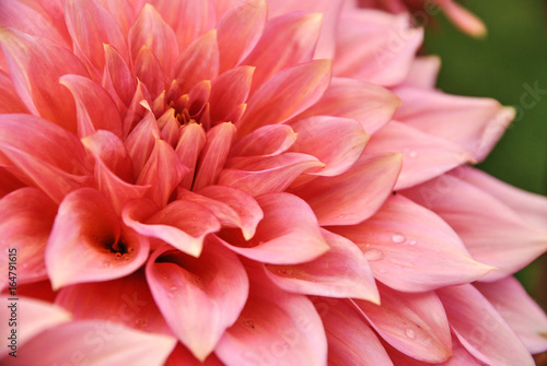 dahlia in pink