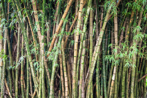 Green Bamboo Forest in Oahu, Hawaii