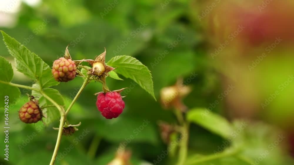 Berries of ripe raspberries on a bush Berries of ripe raspberries on a bush