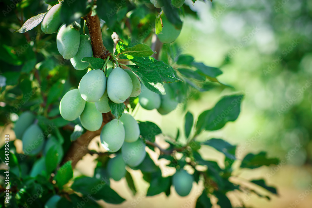 Fresh organic plums on the tree. Green plum.