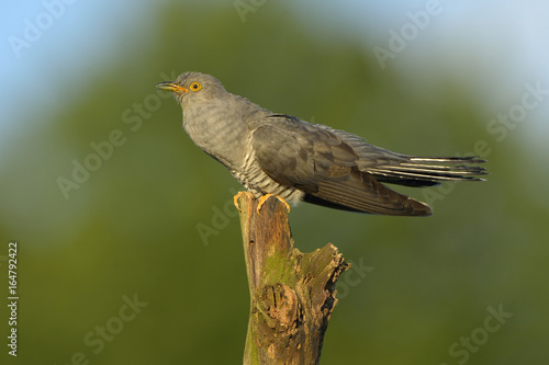 Common cuckoo (Cuculus canorus) - adult male calling, natural green background