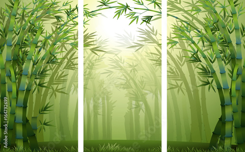 Bamboo forest scenes with mist