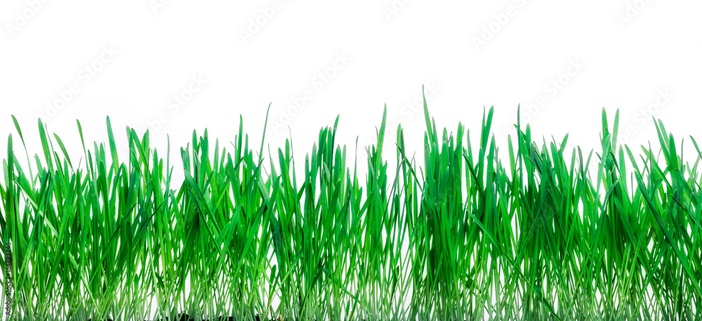 Fototapeta premium Rye grown in the ground.