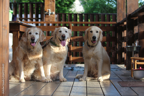 Golden retriever family.
