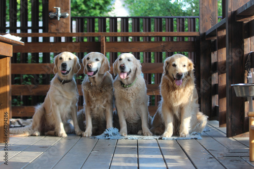 Golden retriever family.

