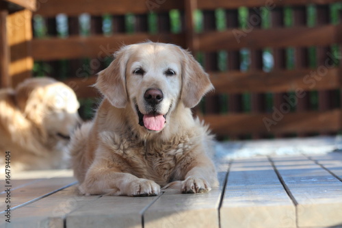 Beautiful golden retriver lie on the terrace.
