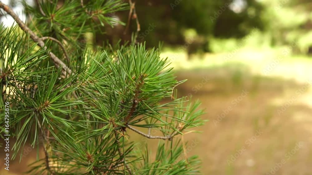 Pine branches swinging in the wind Pine branches swinging in the wind