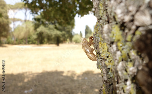 Cicada (Cicadidae) Skin clinging to a Tree bark