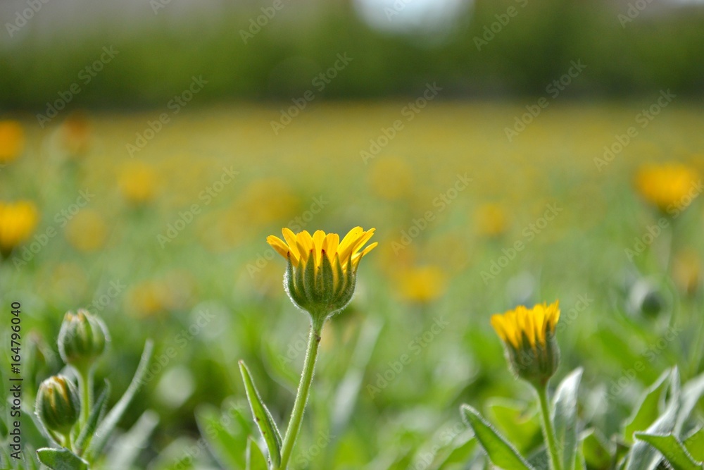 Obraz premium Little yellow flower isolated in a flower field