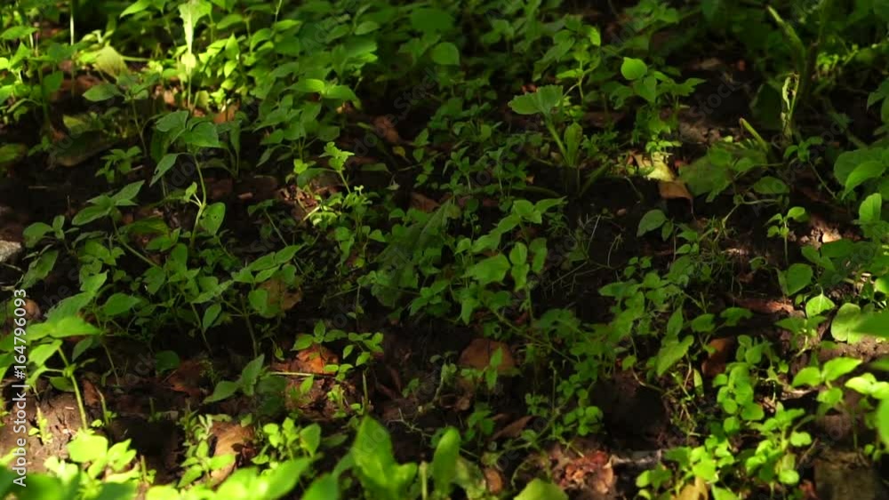 Shadows from plants on the ground. Slow motion Shadows from plants on the ground. Slow motion