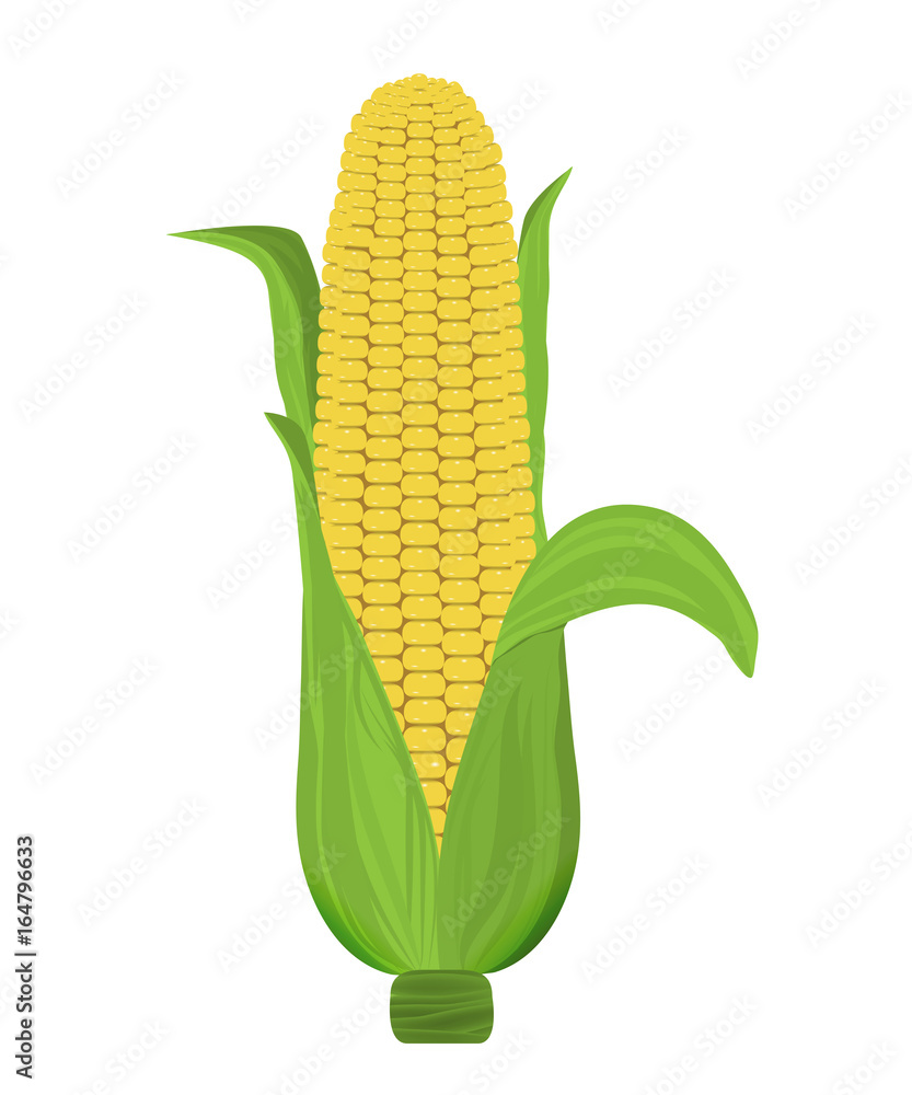 Corn is ripe with leaves isolated on a white background. Vector Corn is ripe with leaves isolated on a white background. Vector
