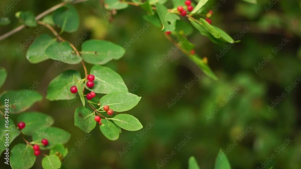 Red wild berry on a bush Red wild berry on a bush
