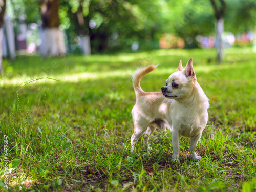Chihuahua plays in the yard