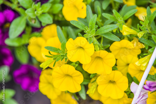 colorful petunia