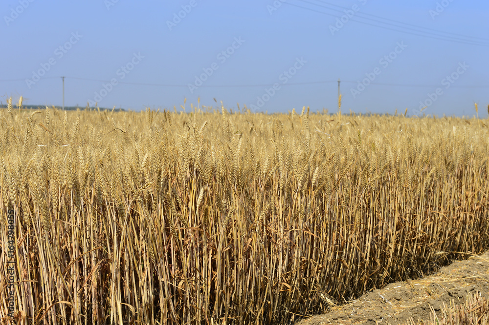 Fototapeta premium wheat