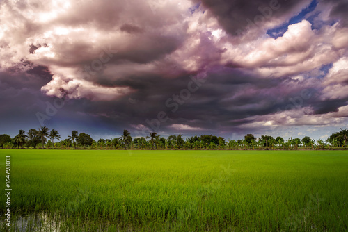 Dark clouds over rice field before rain storm. Natural background