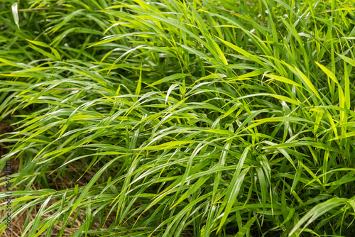 Beautiful spring grass outdoors.Green grass texture and background in the morning.