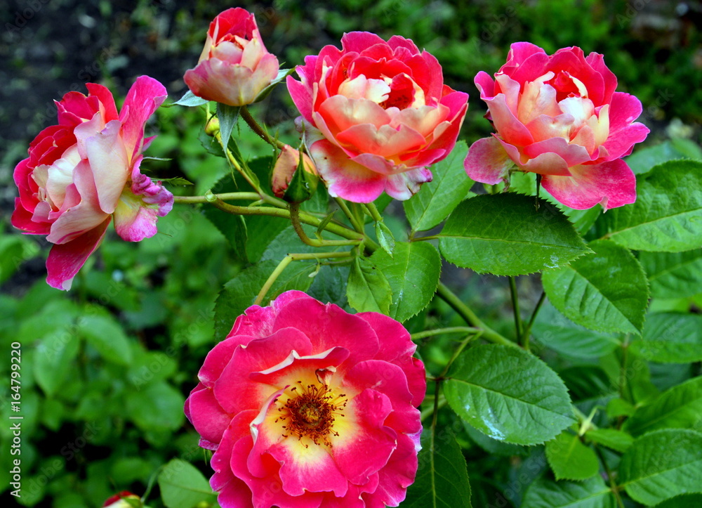Bush roses