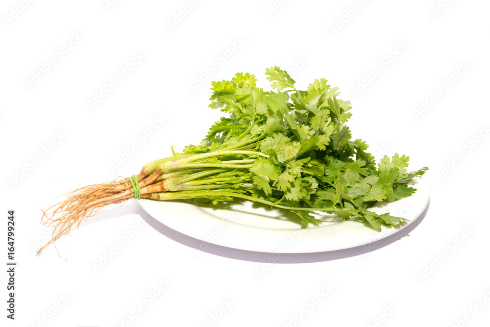 cilantro , Asian parsley isolated on white