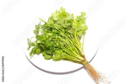 cilantro , Asian parsley isolated on white