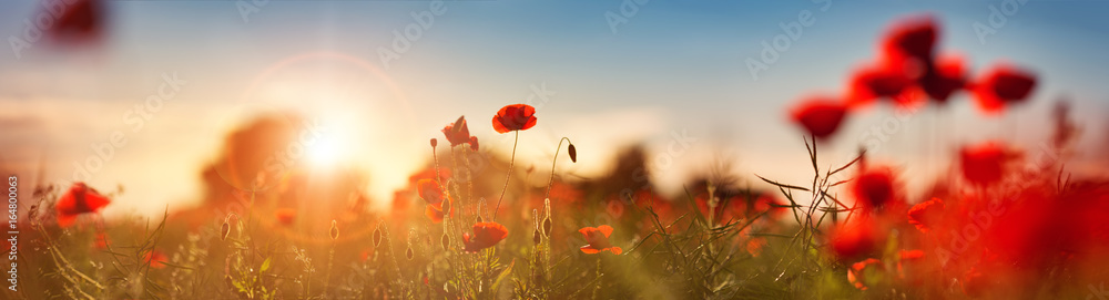Obraz Piękne kwiaty maku na polu o zachodzie słońca