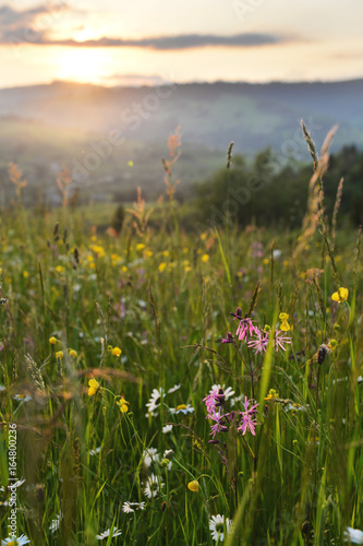 Mountain meadow flowers at sunset in summer.
