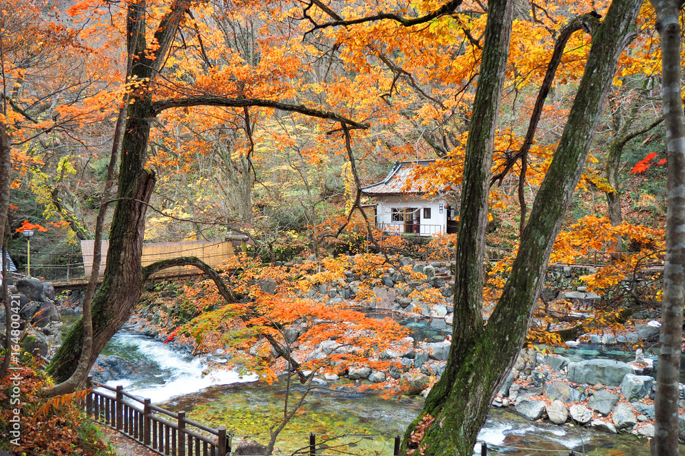 Takaragawa onsen hot spring with colorful trees in autumn, Japan