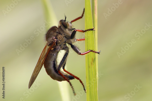 Fly on grass  photo