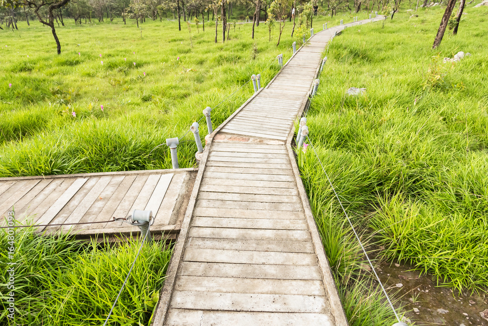 Small concrete bridge walkway through in the park Pa Hin Ngam National Parkthe big green field of Siam Tulip at Chaiyaphum, Thailand