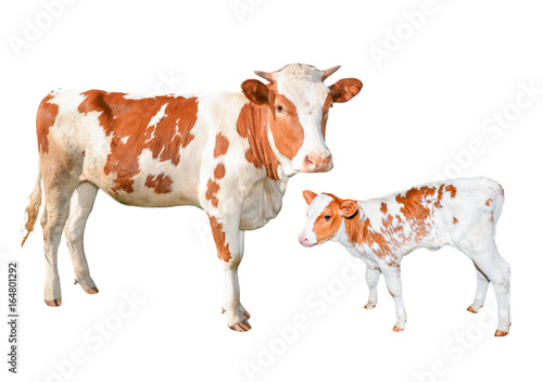 Two beautiful red and white spotted cows isolated on white background. Funny young cow and calf full length isolated on white. Farm animals.