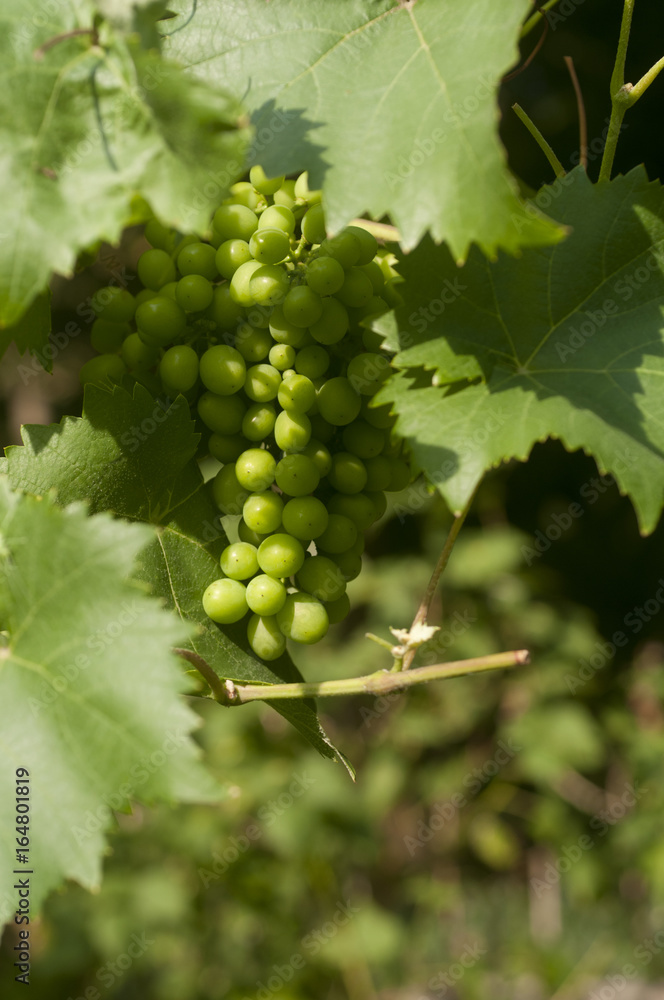 vigne de raisin blanc
