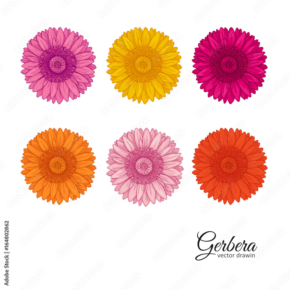 Fototapeta premium Summer background with Gerbera