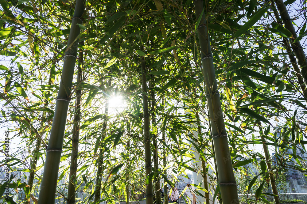 Fototapeta premium Bamboo branch in bamboo forest, beautiful green nature background
