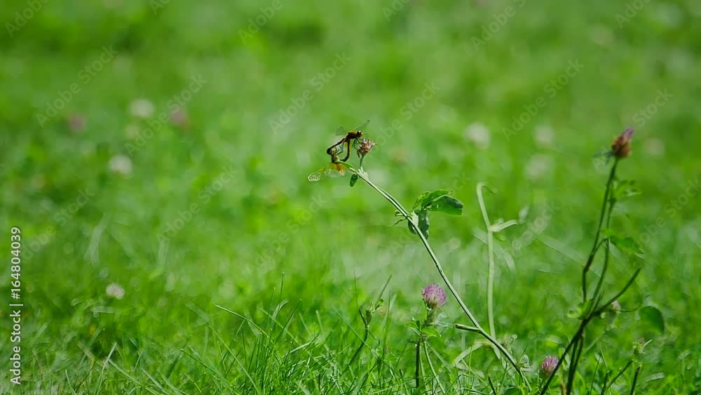Two dragonflies during reproduction. Two dragonflies during reproduction.