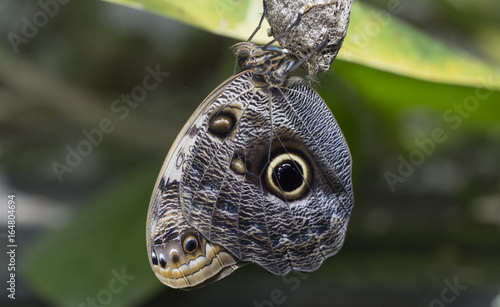 Caligo atreus photo