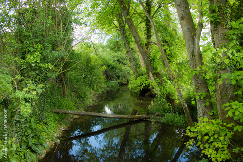 Wooded River